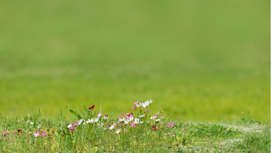 野花丛生绿茵草地粉白花卉植物电脑壁纸