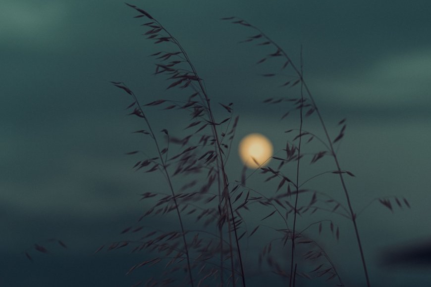 月夜芦苇摇曳青灰风景电脑壁纸精选