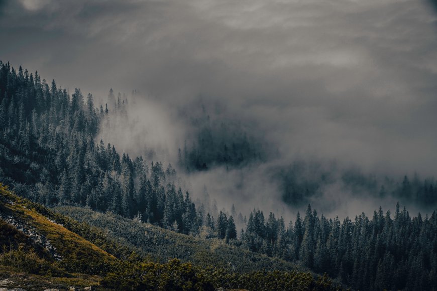 云雾缭绕松林山峦灰蓝风景电脑壁纸