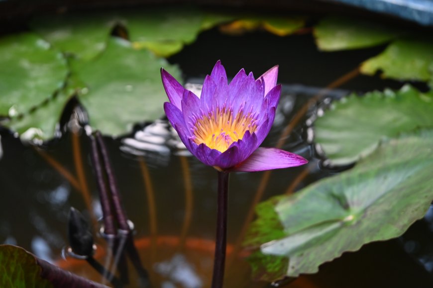 紫睡莲绽放水面紫黄花卉植物电脑壁纸