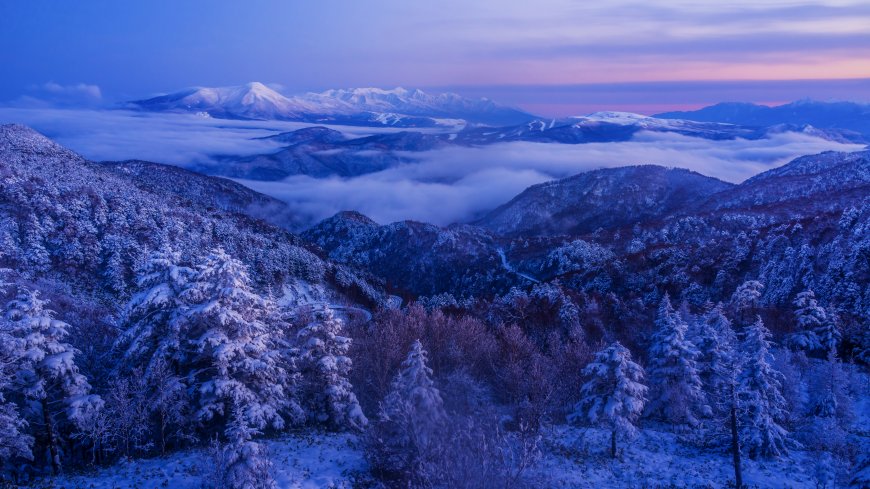 雪山云海雪松蓝紫高清风景电脑壁纸
