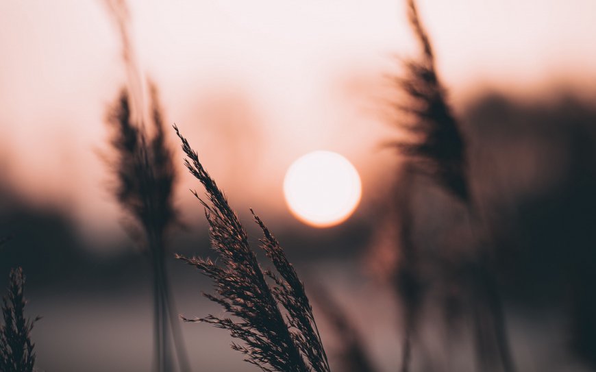 芦苇夕阳柔光暖橙高清风景电脑壁纸