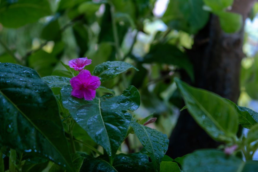 紫花带露绿叶映衬鲜亮花卉植物电脑壁纸