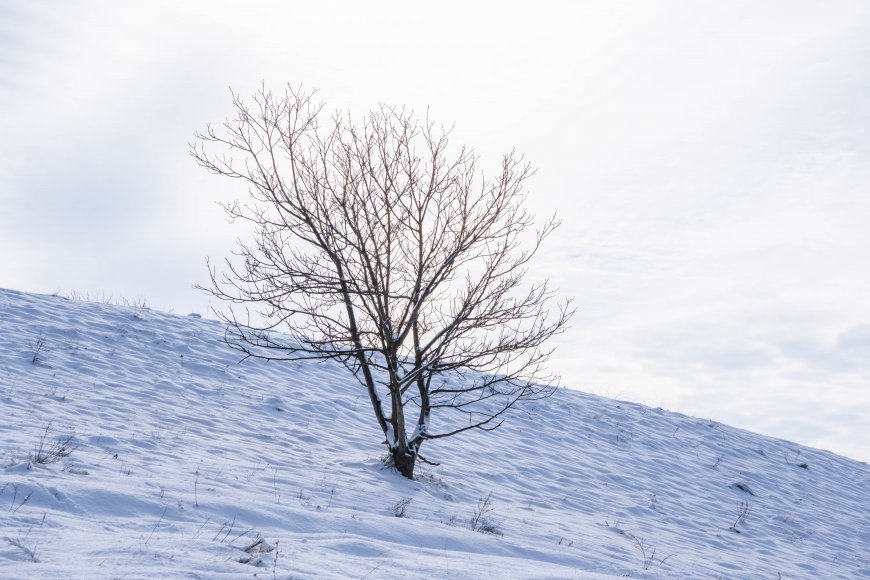 孤树雪坡枯枝萧瑟蓝白风景电脑壁纸