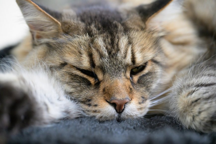 长毛虎斑猫闭眼休憩灰棕萌宠电脑壁纸