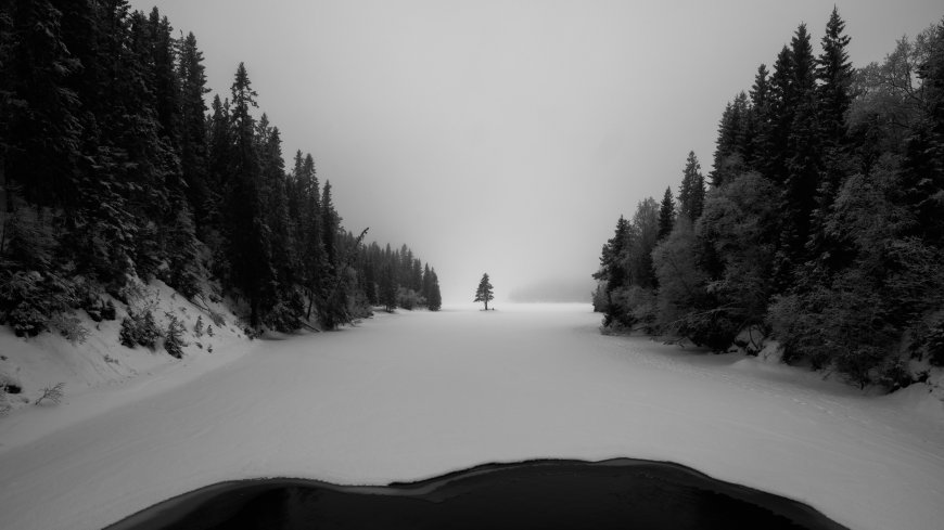 雪湖孤树雾林黑白高清风景电脑壁纸