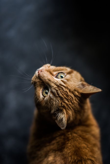 橘色猫猫仰望绿眼深灰萌宠手机壁纸