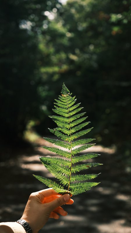 蕨类植物叶片透光绿意自然风景手机壁纸