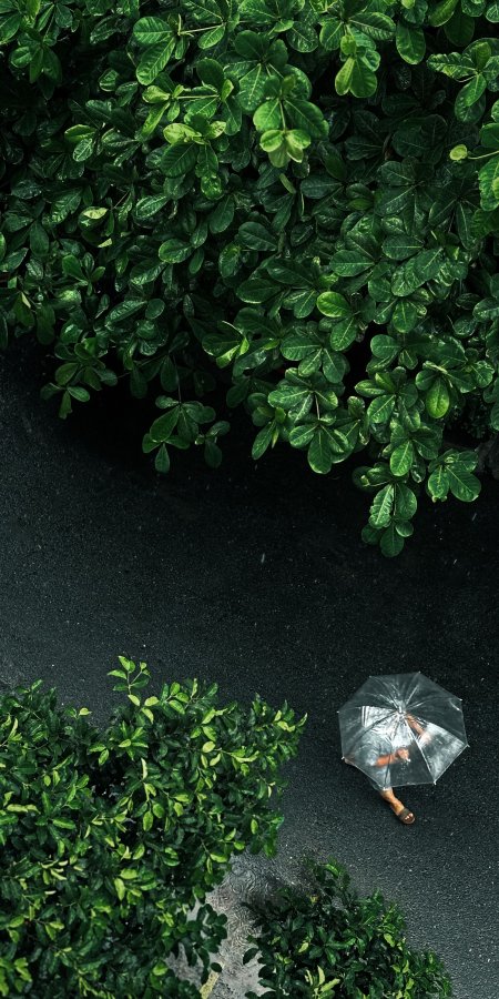 雨中透明伞行人俯拍深绿自然风景手机壁纸