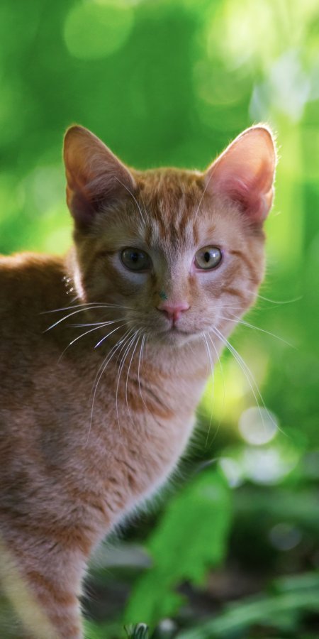 橘猫猫绿意盎然眼神清澈动物萌宠手机壁纸