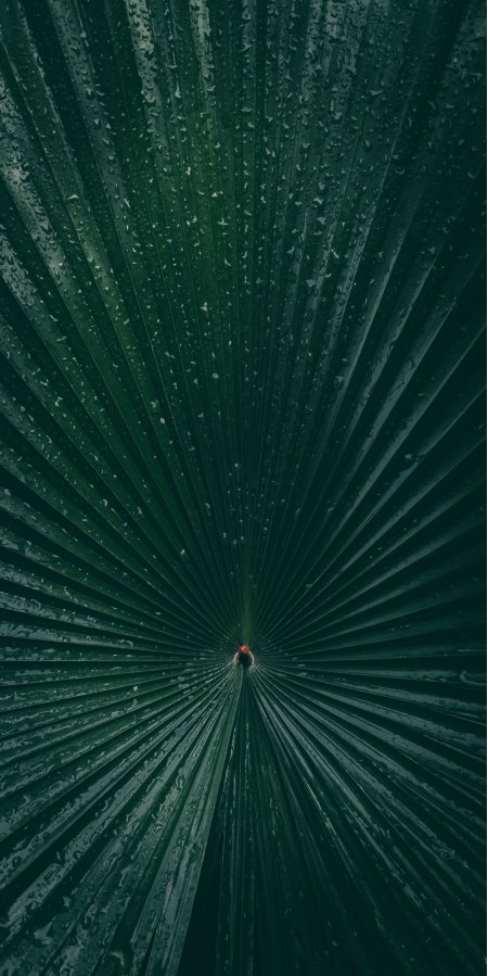 棕榈叶雨滴放射构图深绿护眼植物手机壁纸