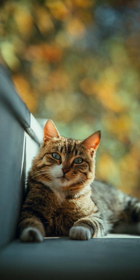 橘虎斑猫猫窗边凝视暖金动物萌宠手机壁纸