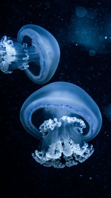 水母深海漂浮蓝白梦幻海洋生物动物手机壁纸