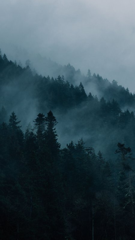 雾霭森林松林层叠青灰风景 手机壁纸