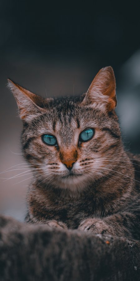 虎斑猫蓝眼凝视暗调萌宠手机壁纸