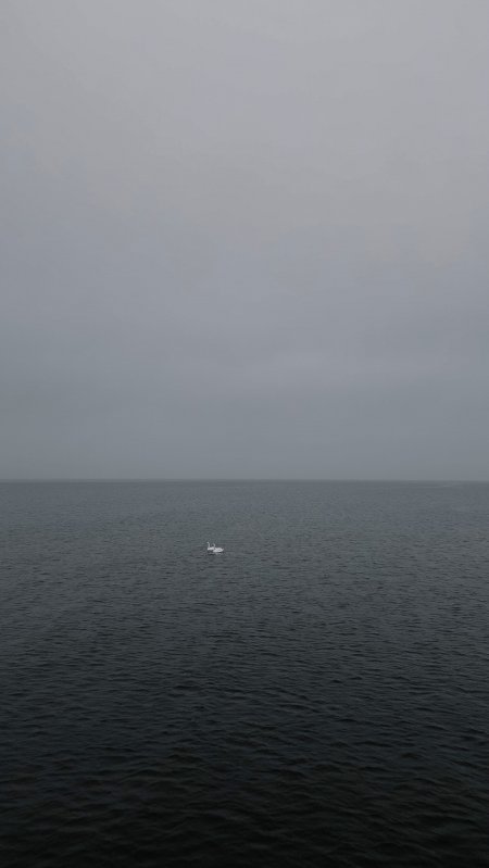 孤天鹅浮水面灰蓝静谧风景手机壁纸