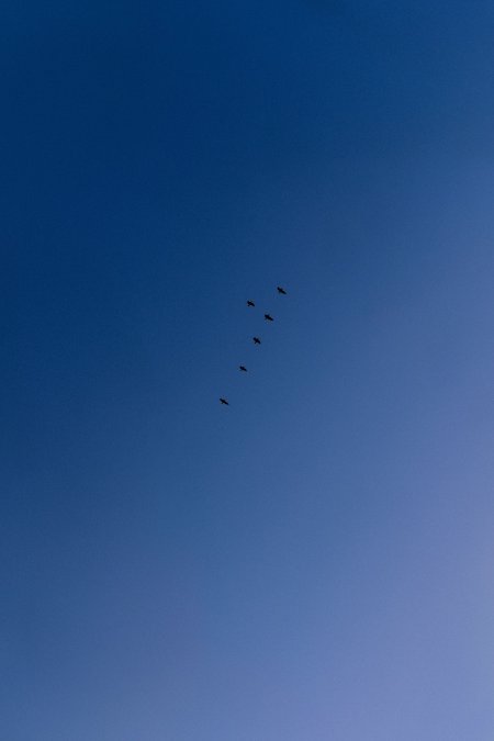 飞鸟成行划过渐变蓝天空风景飞机手机壁纸