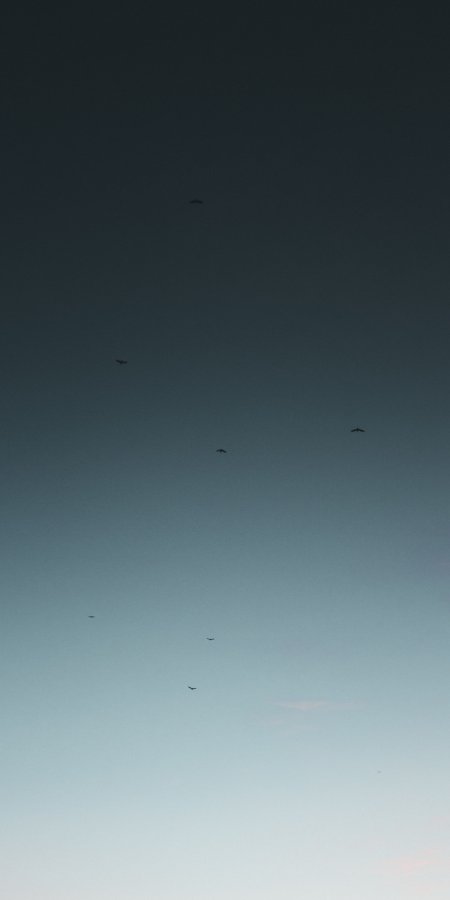 飞鸟剪影渐变蓝灰天空风景手机壁纸