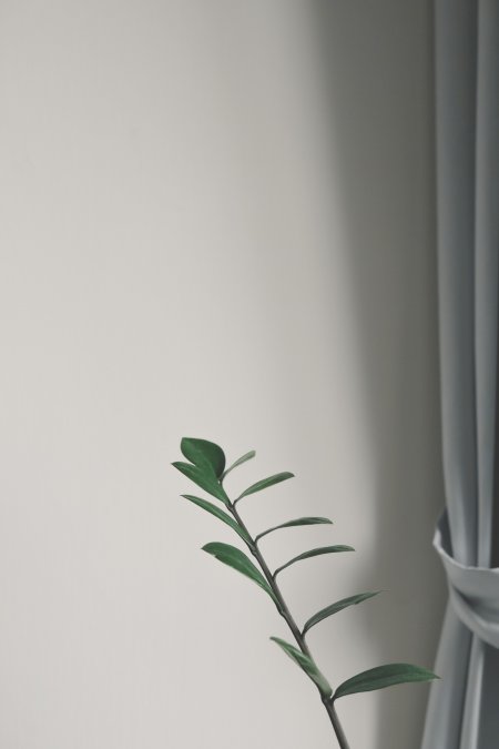 绿植枝叶简约灰白静物特写手机壁纸
