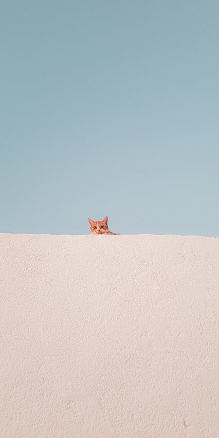 橘猫探头白墙蓝空清新萌宠手机壁纸