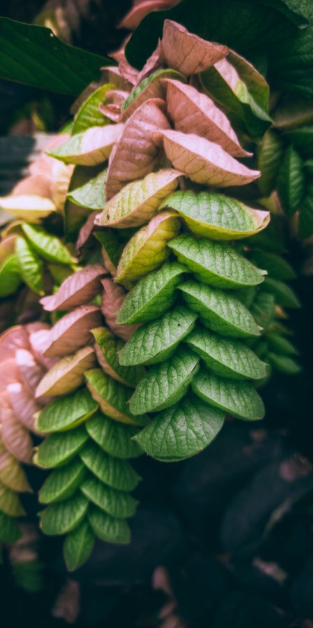 绿粉渐变层叠叶片清新花卉植物手机壁纸
