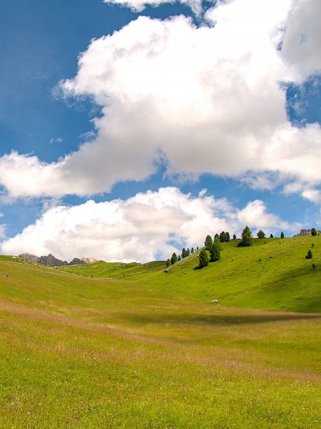 绿草山坡松树点缀蓝白风景手机壁纸