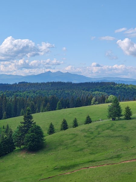 翠绿山坡松林远山蓝白风景手机壁纸