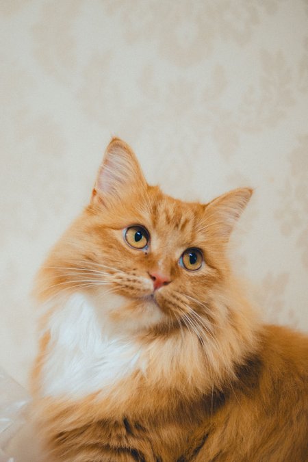 橘猫猫仰头凝视暖橙萌宠动物手机壁纸