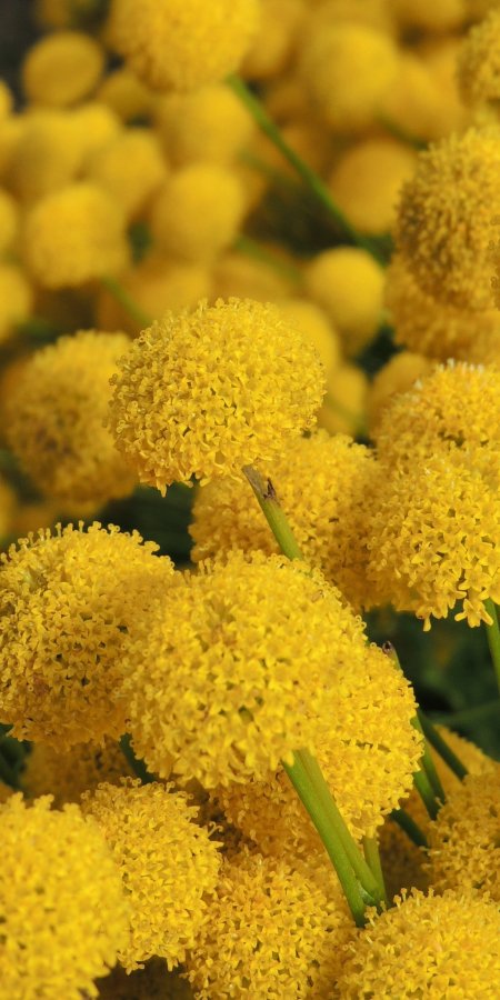 金黄色球状花簇鲜亮花卉植物手机壁纸