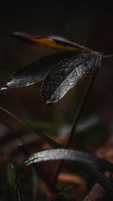 湿叶微光暗绿微观特写花卉植物手机壁纸