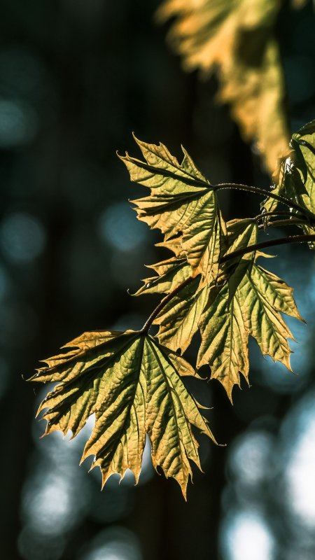枫叶透光金绿色微观特写自然风景手机壁纸