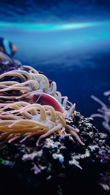 小丑鱼海葵共生蓝调海洋生物手机壁纸