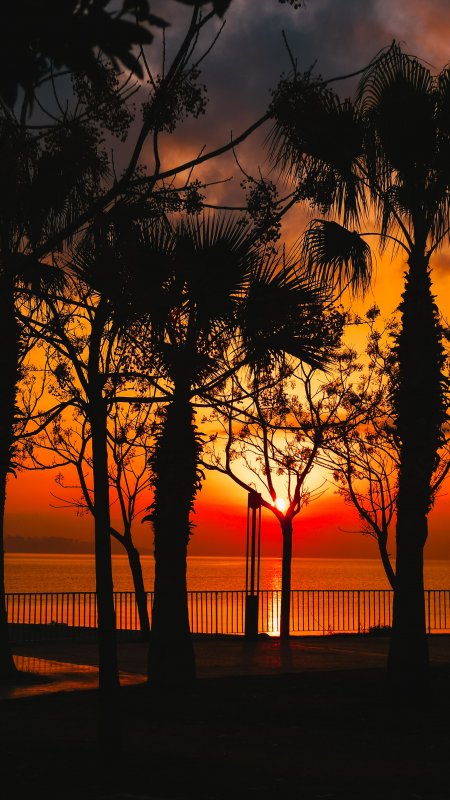 海边棕榈树剪影橙红夕阳风景手机壁纸
