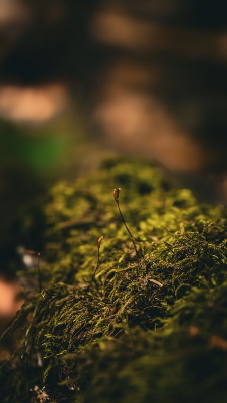 青苔细茎孢子萌发暖绿护眼微观特写手机壁纸