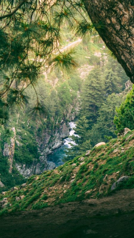 峡谷溪流松林掩映青绿风景手机壁纸