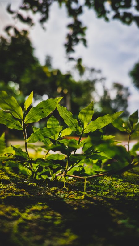 青翠叶片苔藓地面绿意盎然自然风景手机壁纸