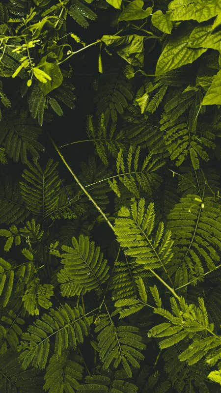 蕨类植物叶脉清晰翠绿微观特写植物手机壁纸