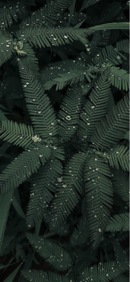 含露羽叶植物深绿护眼微观特写植物手机壁纸