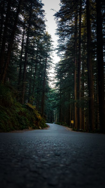 森林公路蜿蜒伸展青绿自然风景手机壁纸