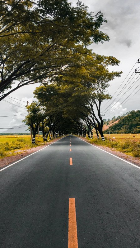 林荫公路延伸远方绿黄风景手机壁纸