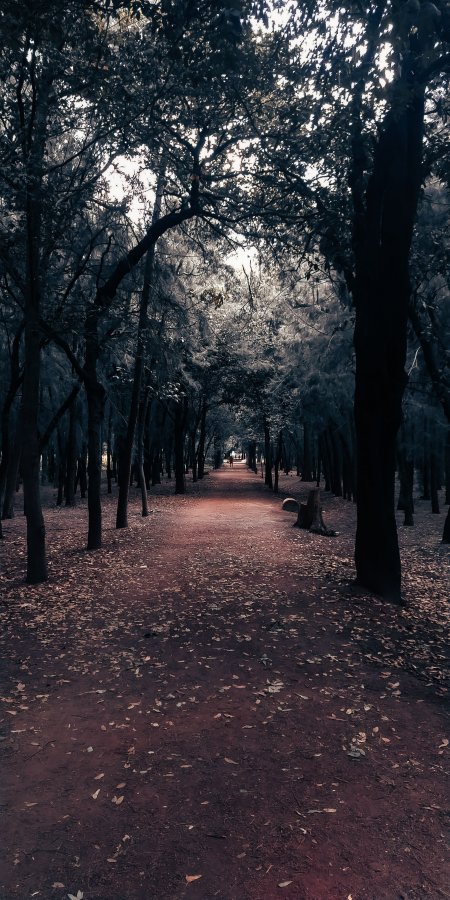 幽深林间小径光影斑驳暗紫风景手机壁纸