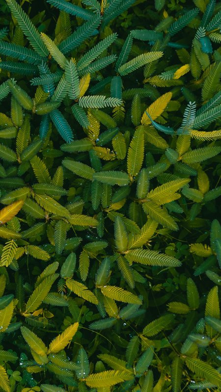 翠绿羽叶露珠晶莹青黄渐变花卉植物手机壁纸