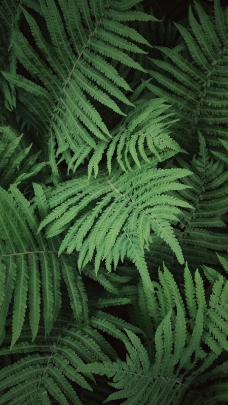 蕨类植物翠绿层叠自然风景手机壁纸