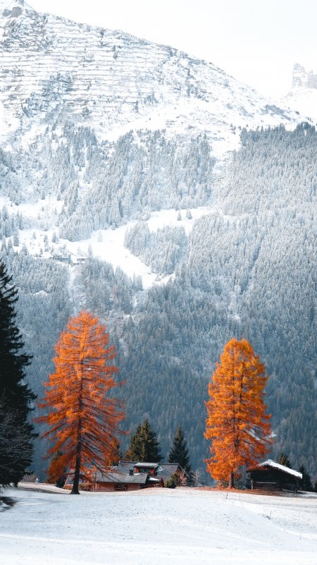 雪山松林橙树雪景蓝白风景手机壁纸