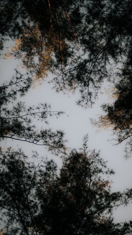 松针林隙透光灰蓝自然风景手机壁纸