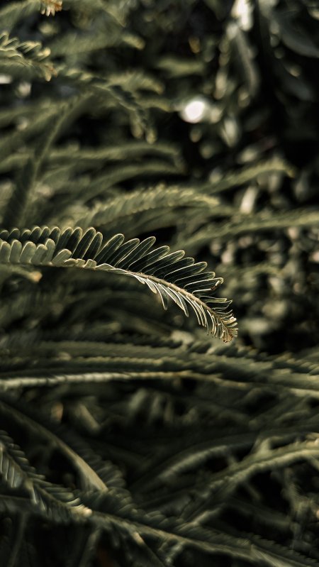 蕨类植物叶片特写暗绿自然风景手机壁纸