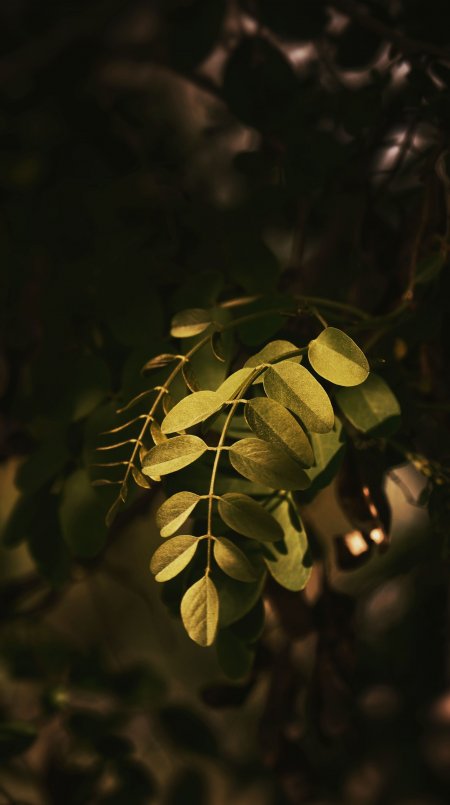 绿叶透阳光金褐微观特写植物手机壁纸