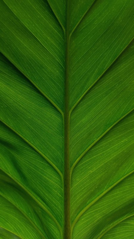 绿叶脉络清晰鲜绿护眼花卉植物手机壁纸