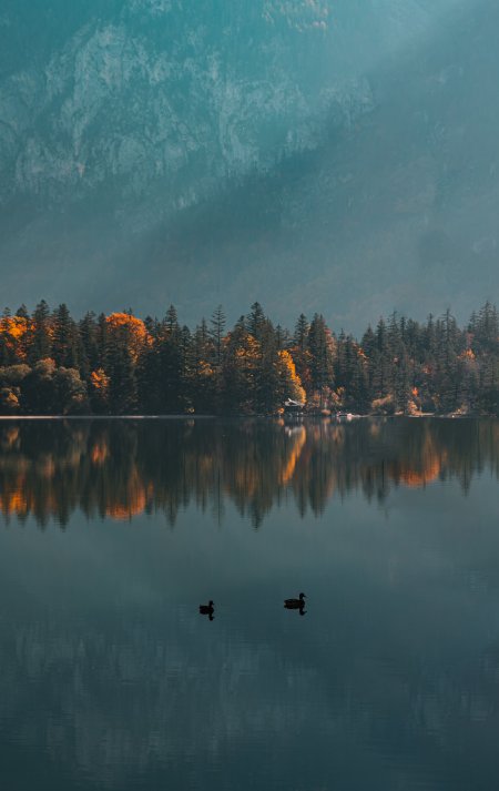 湖面双鸭倒影秋林青蓝风景手机壁纸