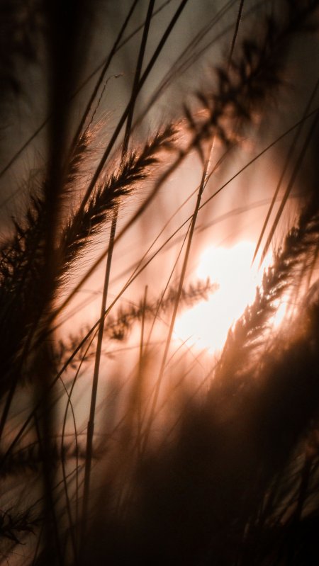 夕阳芦苇逆光剪影暖金自然风景手机壁纸